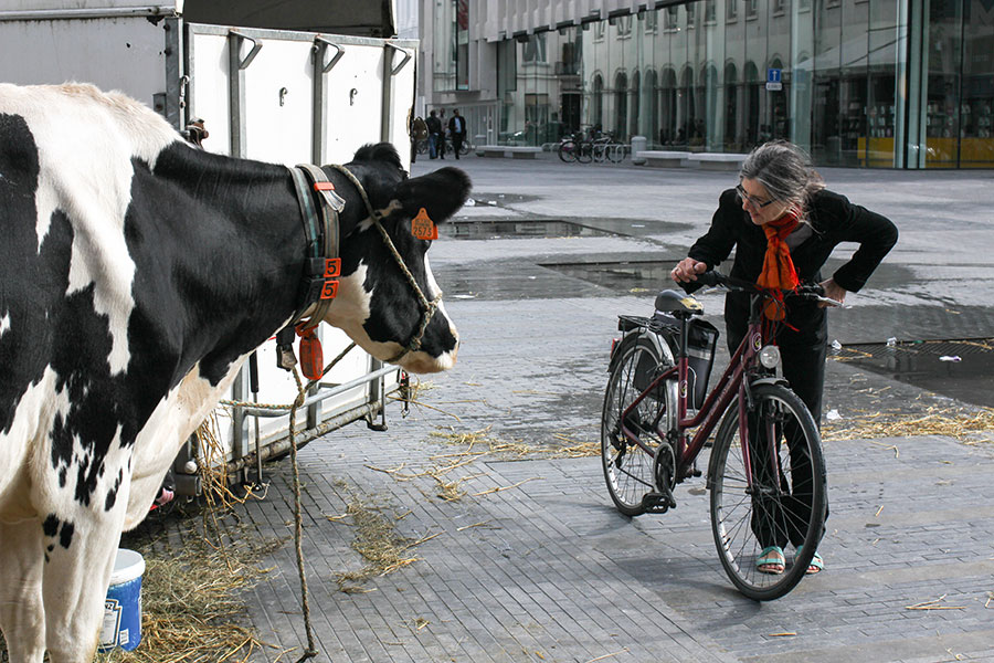 Femme à vélo devant une vache