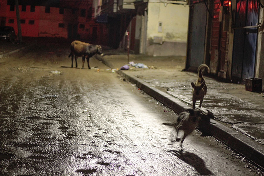 Un chien et une vache dans la rue en soirée