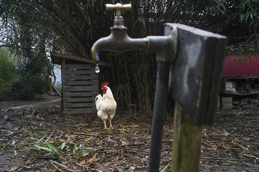 Poulet vivant en promenade